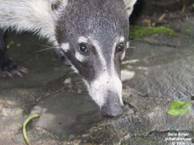 coati2
